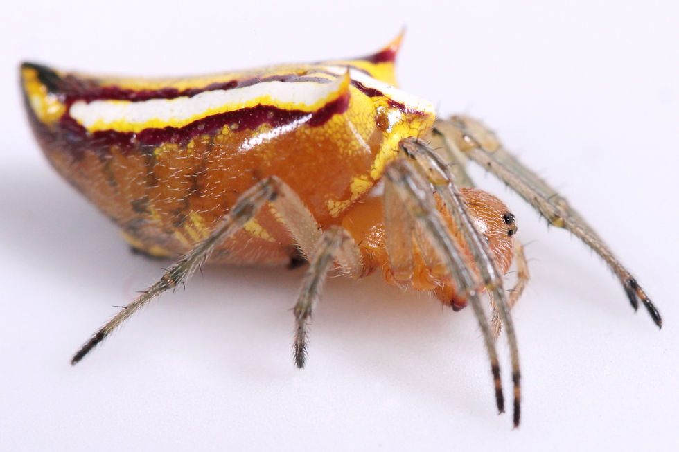 Uma fêmea de Alpaida, um dos gêneros mais diversos de tecelãs de teia neotropicais.