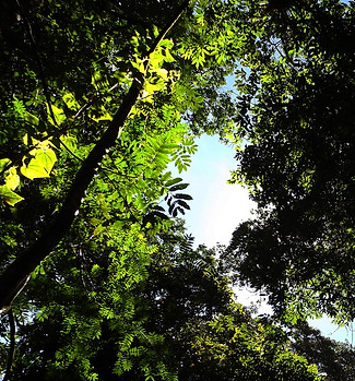 The lush Atlantic Forest of Alagoas, Brazil.