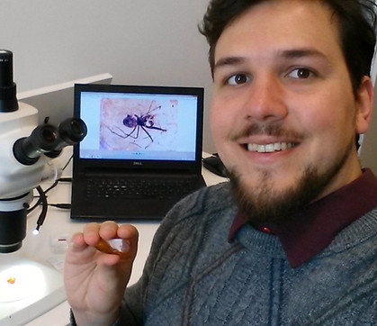 Examining the colletion of fossil spiders preserved in amber in the Senckenberg Musem Frankfurt.