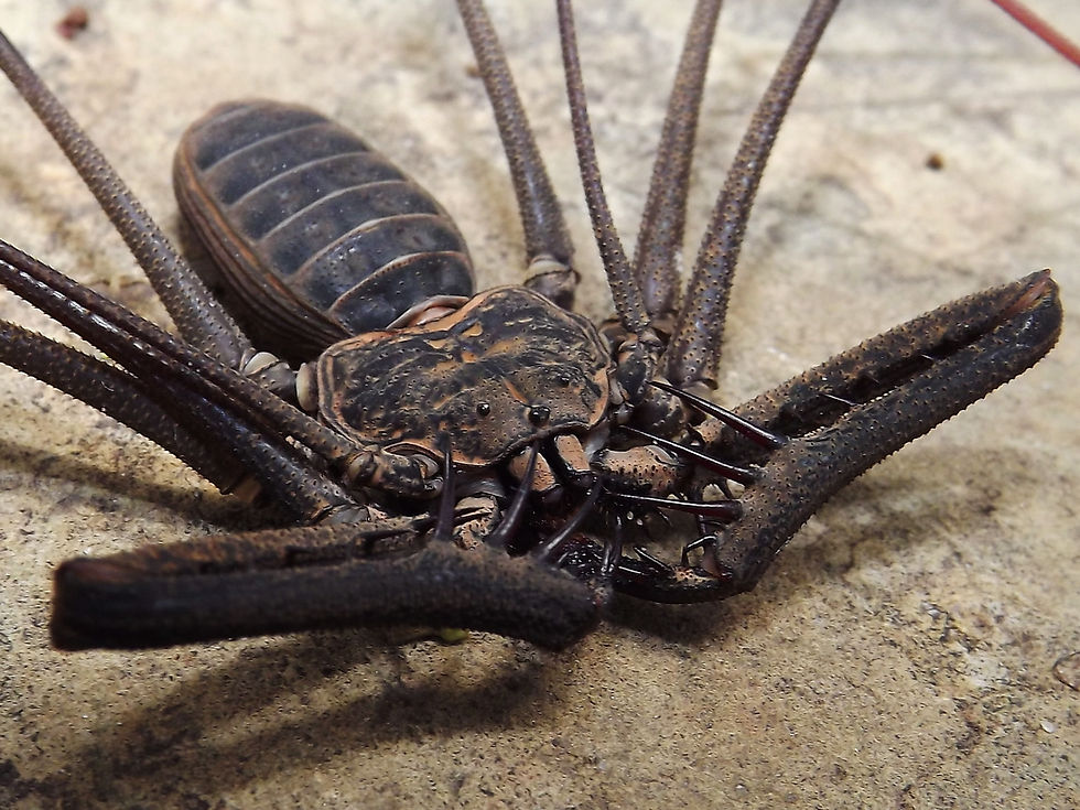 A aranha-chicote Heterophrynus.