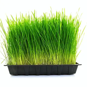 Blé