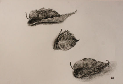 Leaf Study, charcoal, A2.JPG.jpg