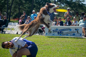 frisbdogs-8.jpg