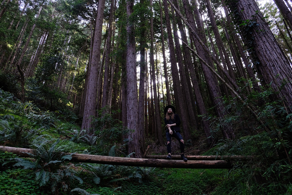 red-wood-forest-mill-Valley-california