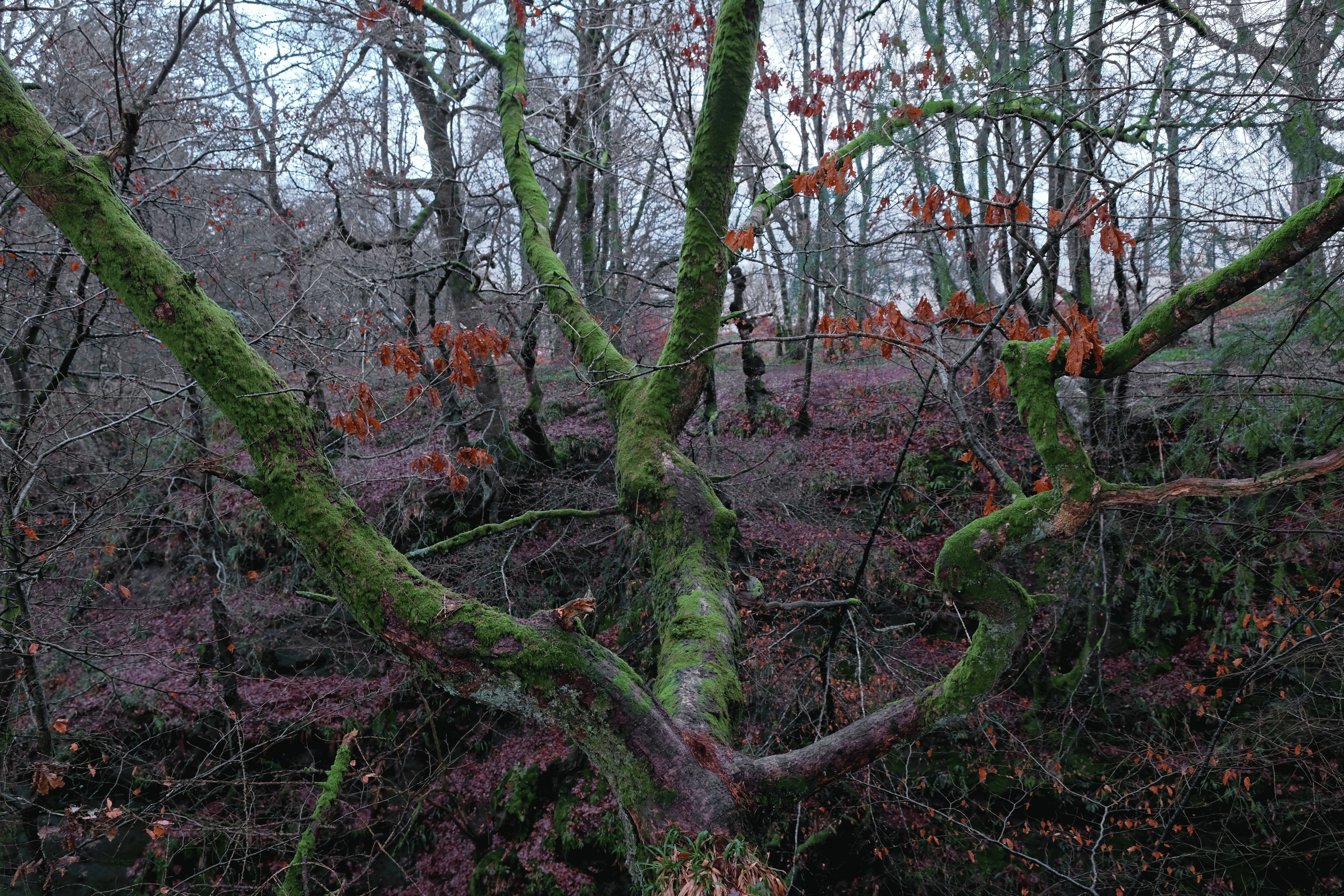 Hiking-scotland-devils-pulpit