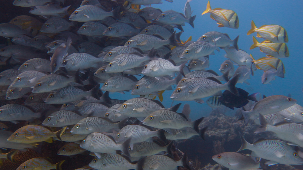 mexico-scuba-diving