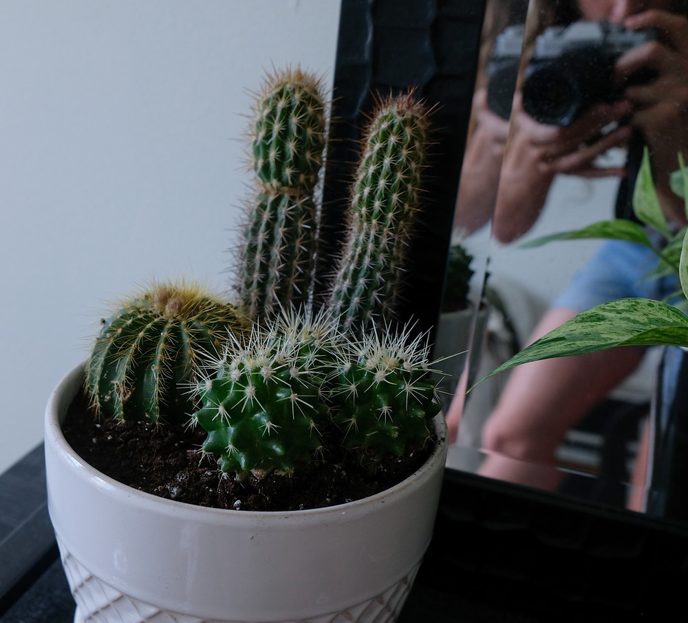 home-depot-house-plants