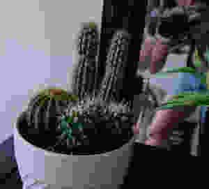 home-depot-house-plants