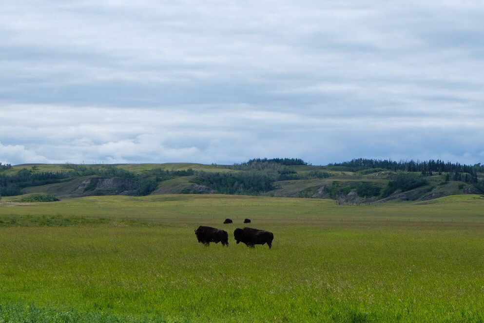 bison-alberta