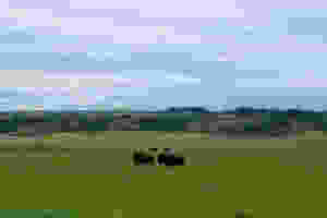 bison-alberta