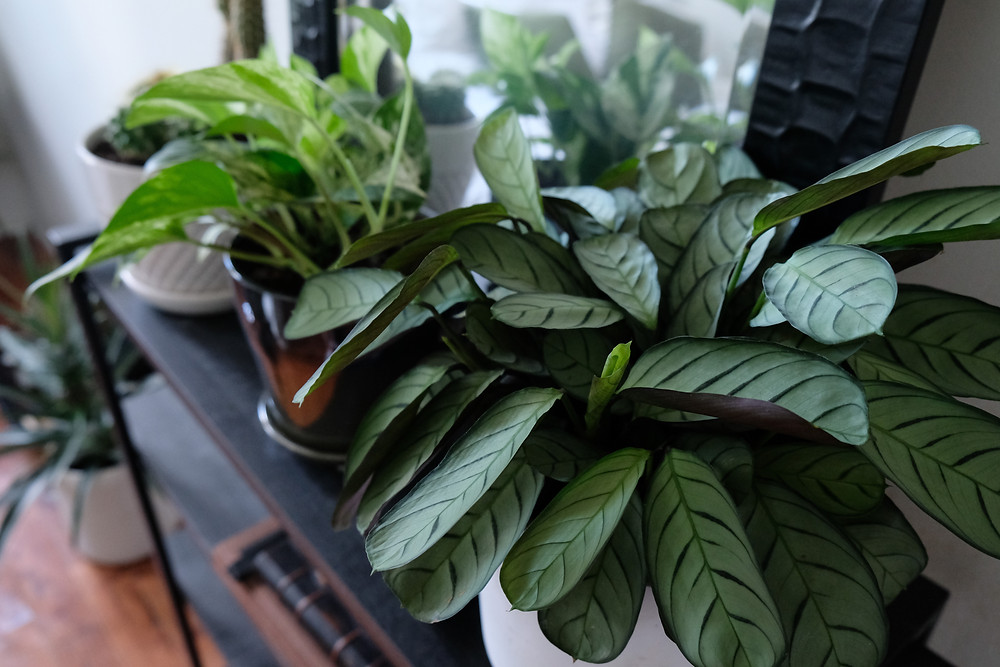 best-place-to-buy-cheap-house-plants