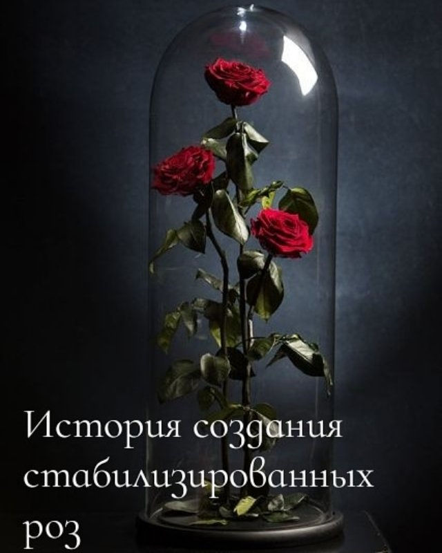 История возникновения стабилизированных растений