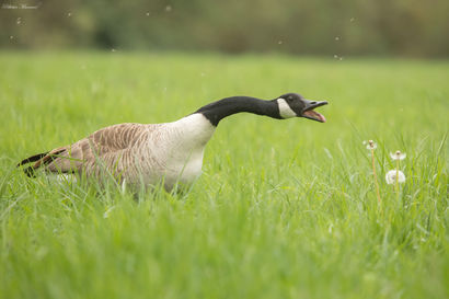 Bernache du Canada 