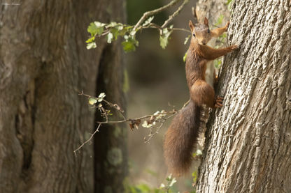 Écureuil roux