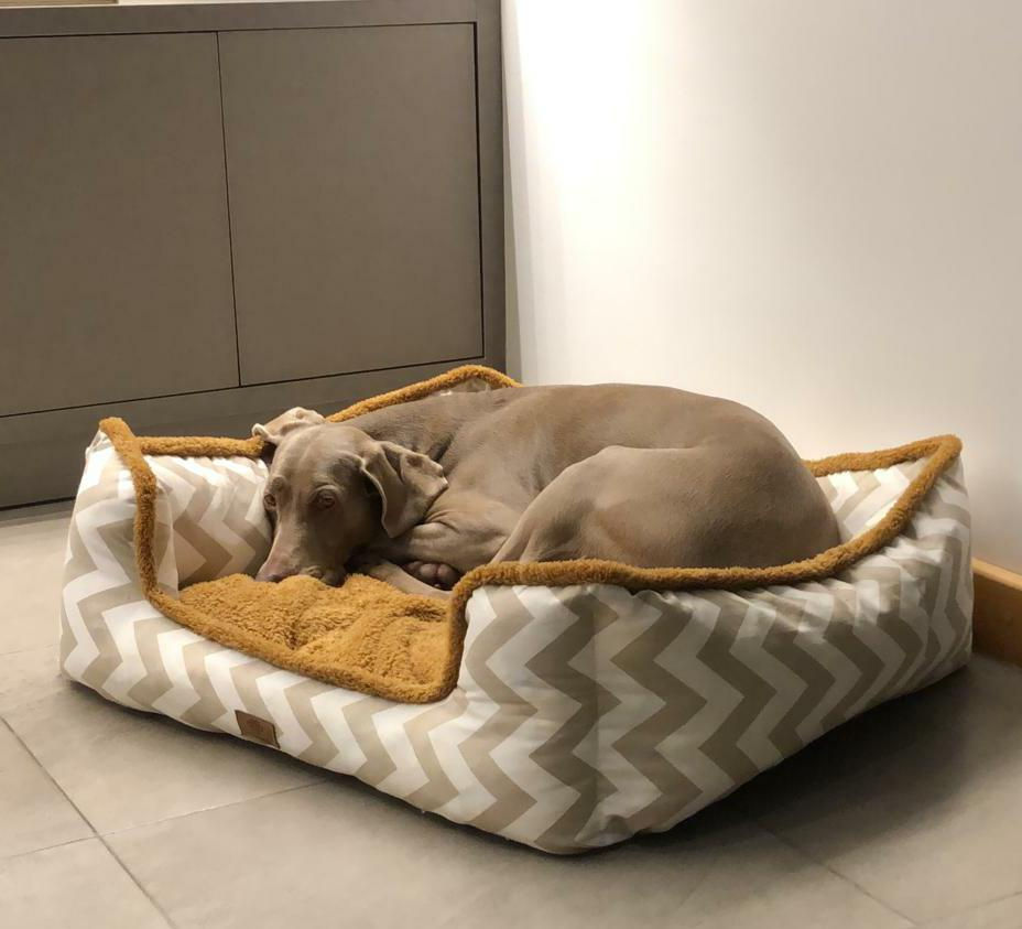 Lolita durmiendo en su nuevo Moisés 🌸🐾💕