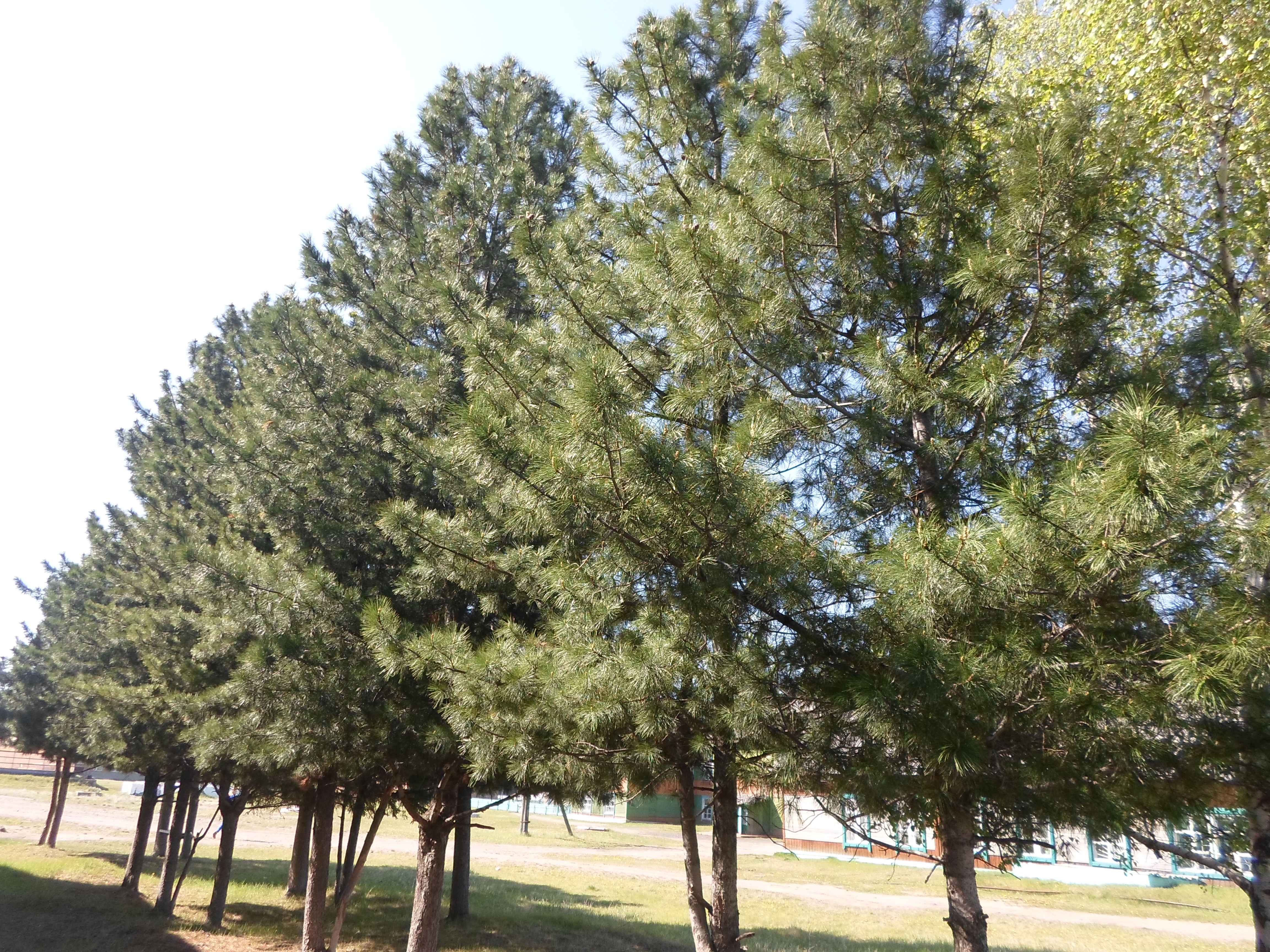 SAM_2367