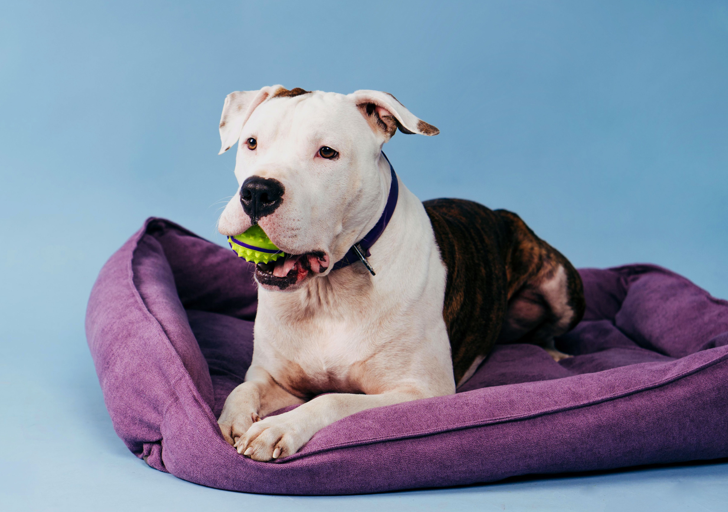 Dog on a Pet Bed_edited.jpg