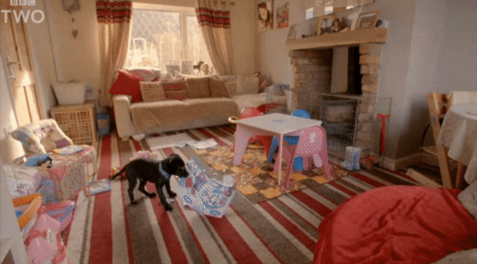 How to have a teething puppy & still have nice things.