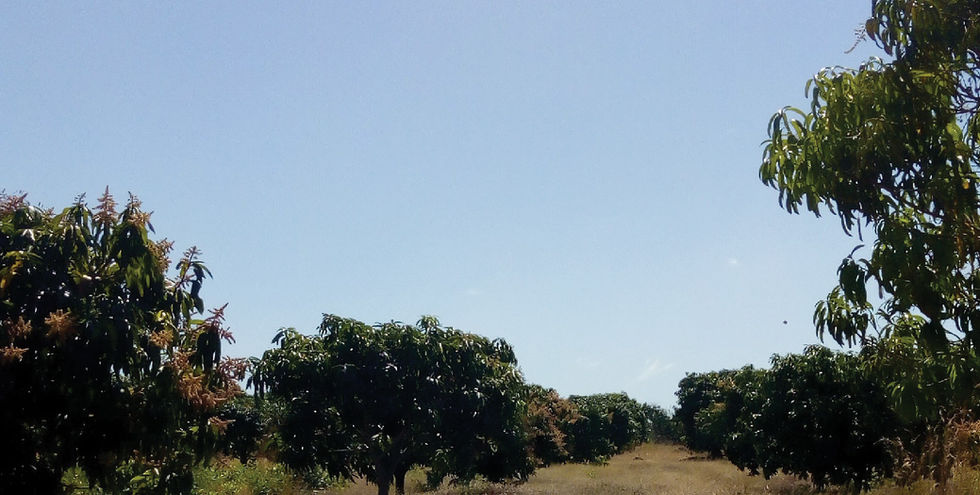 Trees with sky above