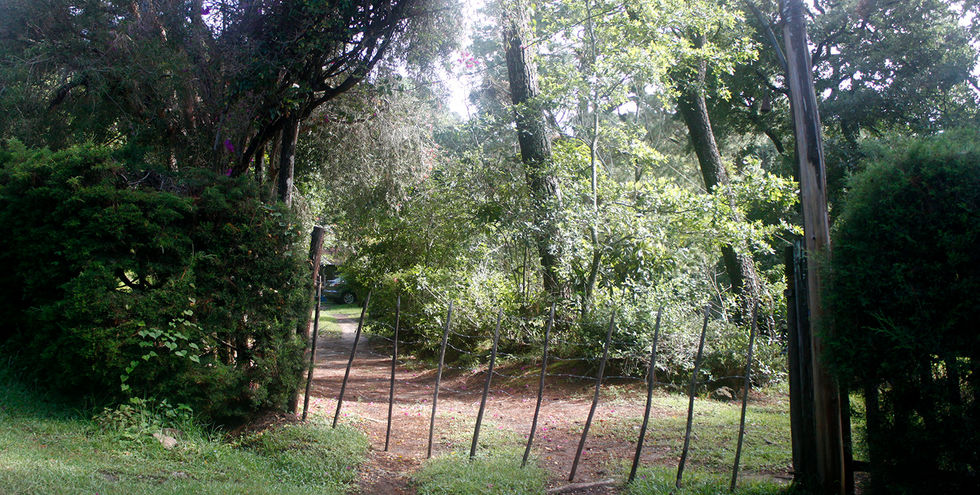 Green forest with trees