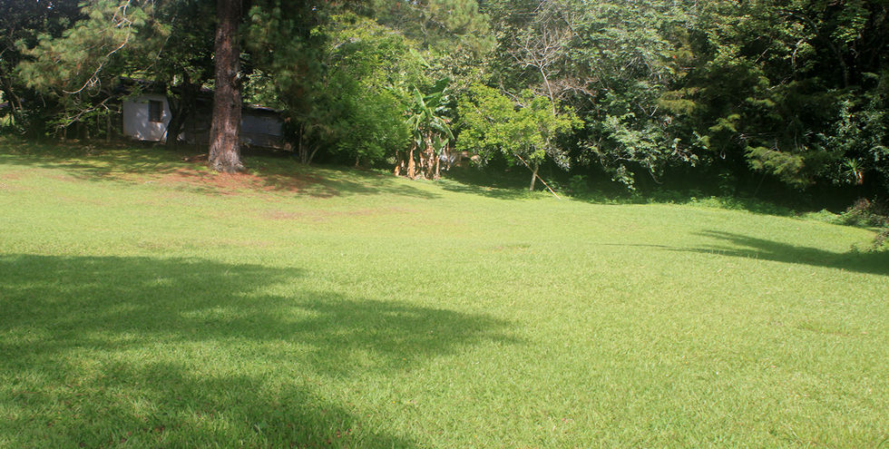 Green forest with trees