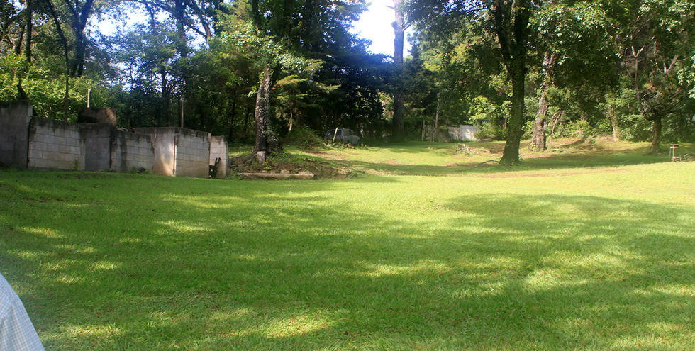 Green forest with trees