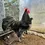 Thumbnail: 12 Splash & Blue Australorp hatching eggs mix colour group - large fowl