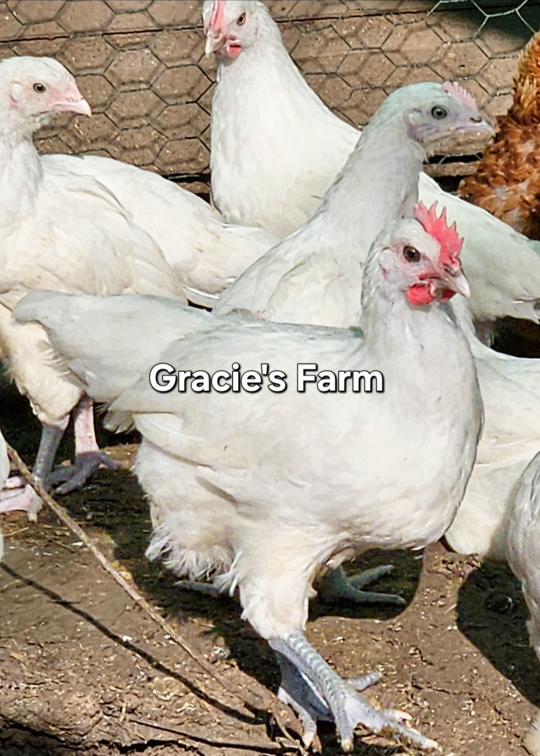 18 fertilised eggs La Bresse de Gallouise White Meat Birds good layers