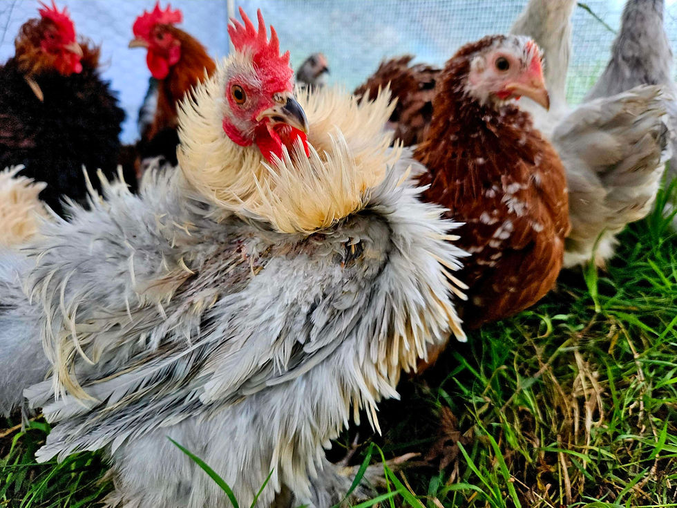 Thumbnail: Silkie Frizzled Smooth Pekin fertilised Hatching eggs for hatching