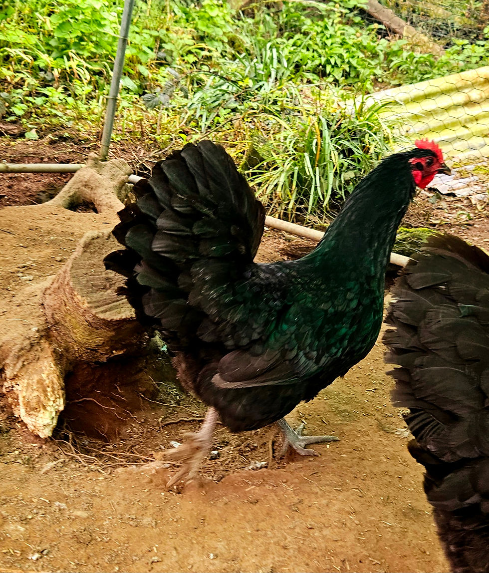 Thumbnail: 1 Black Australorp hatching egg Rare large fowl fertilised eggs only from black 
