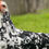 Thumbnail: 6 RARE⭐️PITA PINTA ASTURIANA Meat & Eggs Large Fowl Chickens Hatching Fe