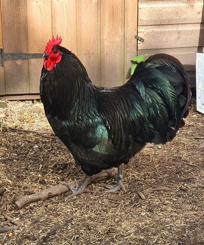 Thumbnail: 1 Black Australorp hatching egg Rare large fowl fertilised eggs only from black 