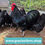 Thumbnail: 12 eggs Australorp - TWO DIFFERENT BLOODLINES 
