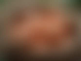 Rare Poultry Eggs UK: Discovering Rare Breed Hatching Eggs in the UK