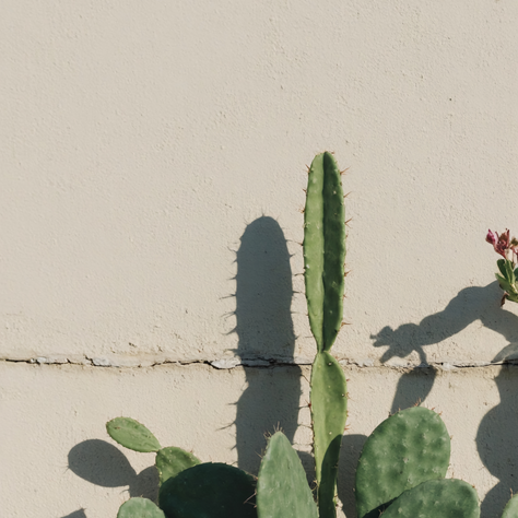 Sacred Botanicals: Traditional Plants That Nourish Skin and Soul