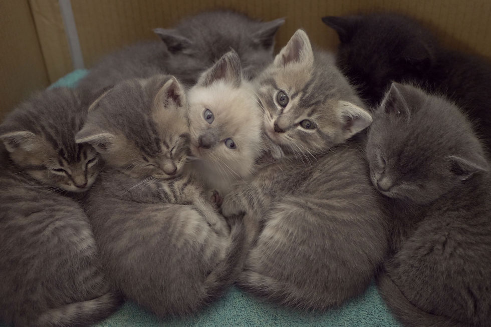 Fluffy
