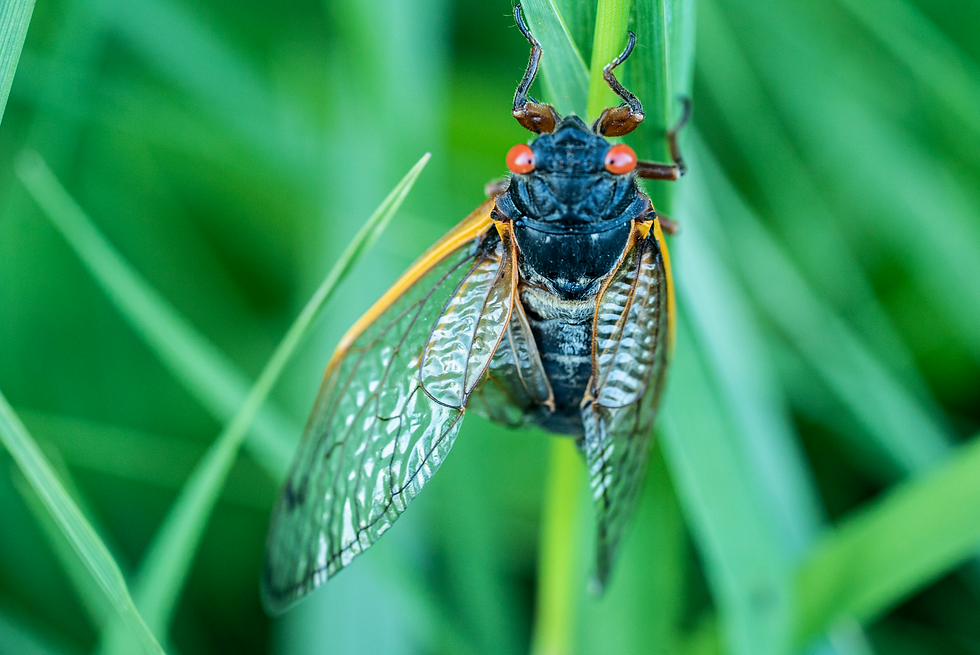 Cicada