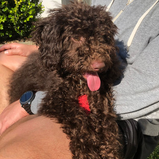 Labragroodle Puppy