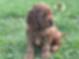 Spoodle Puppy