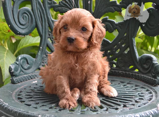 Cavoodle Puppy