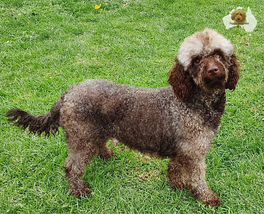 Genie - Mini Labradoodle