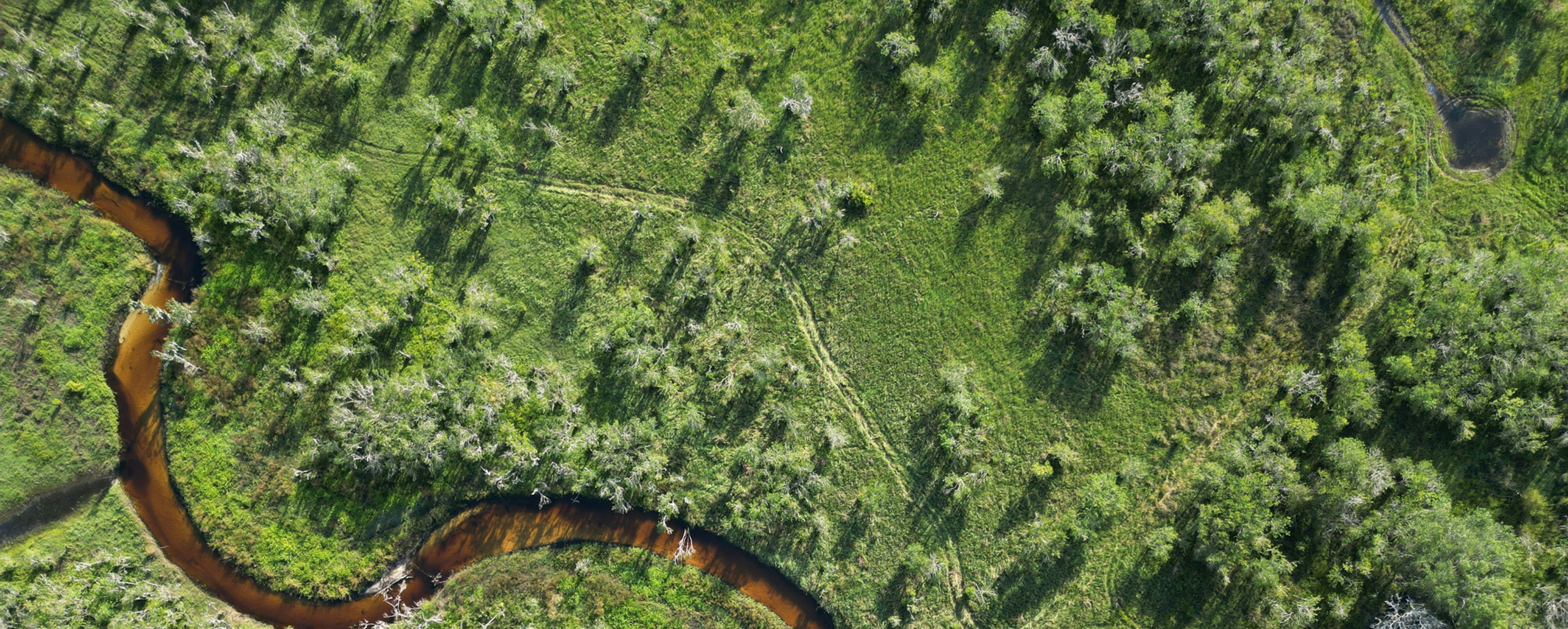 rivière et forêt