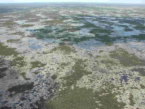 Everglades.jpg
