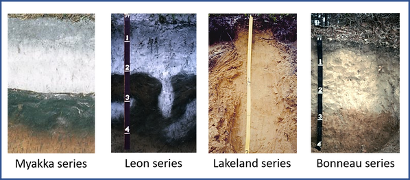Soils of the southern Coastal Plain.png