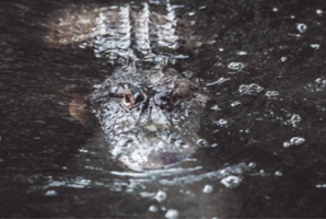 Alligator.png