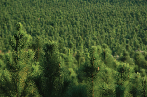 pine.png