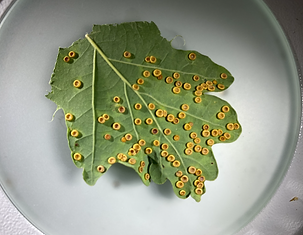 silk button gall wasp.png