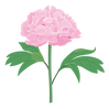 ピンクの牡丹