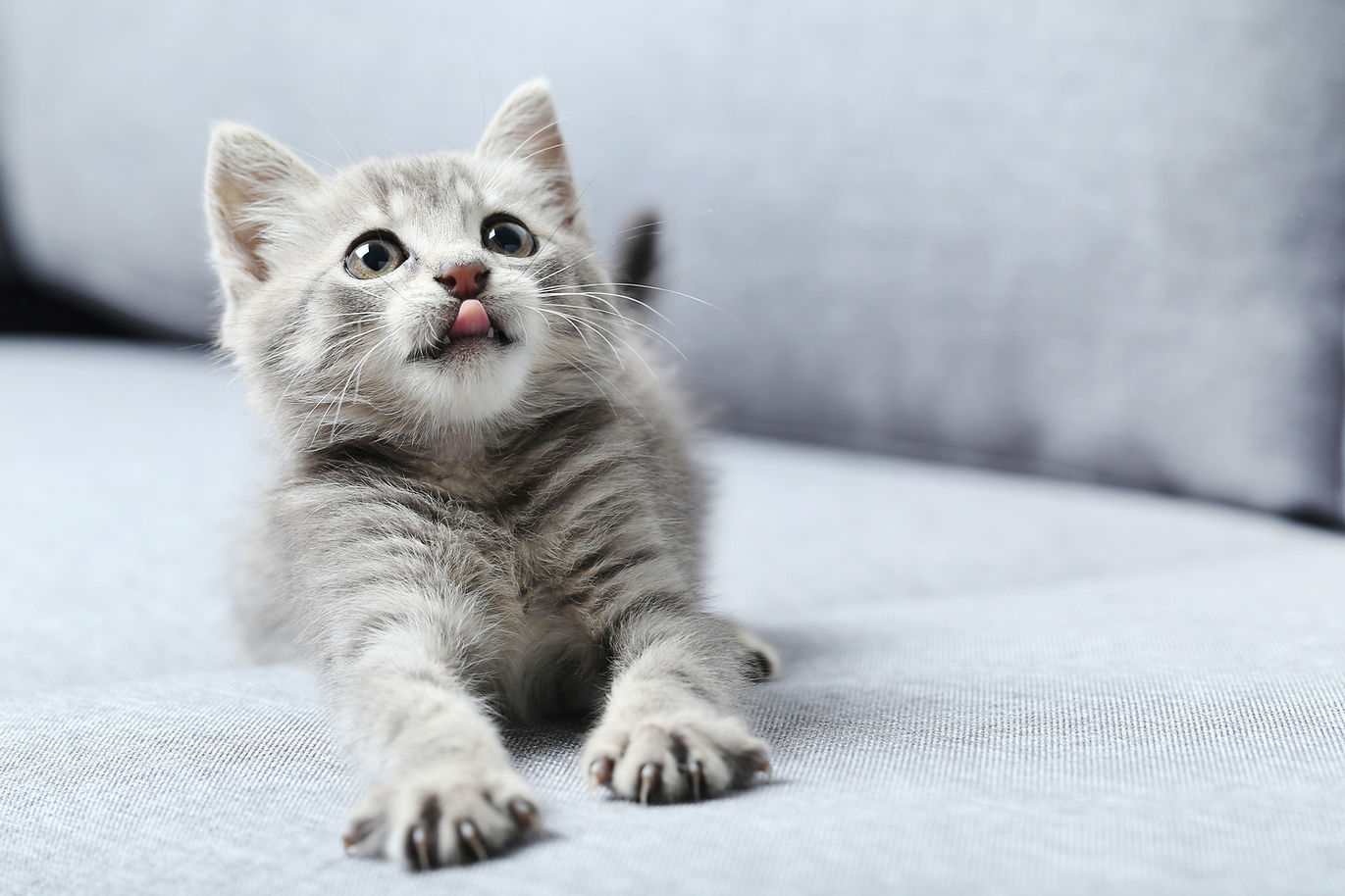 舌をだしている猫