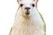 llama.jpg